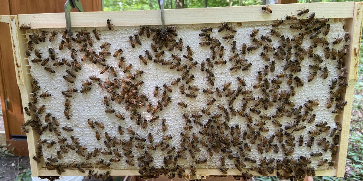 Honey Frame